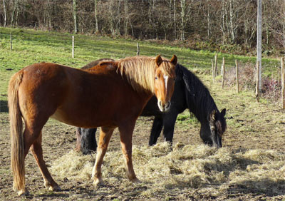 chevaux
